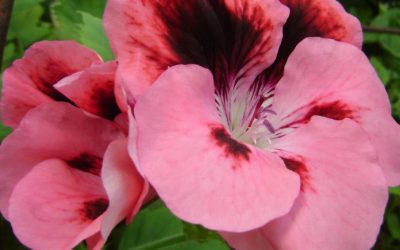 Muşcată Pelargonium