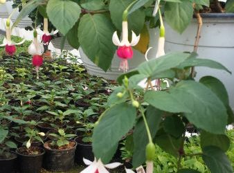 Fuchsia agățătoare