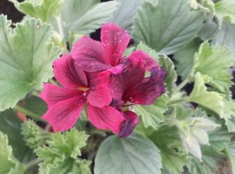 Mușcată Pelargonium